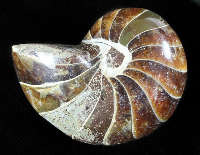 Cretaceous Nautilus Fossil - Madagascar #46025